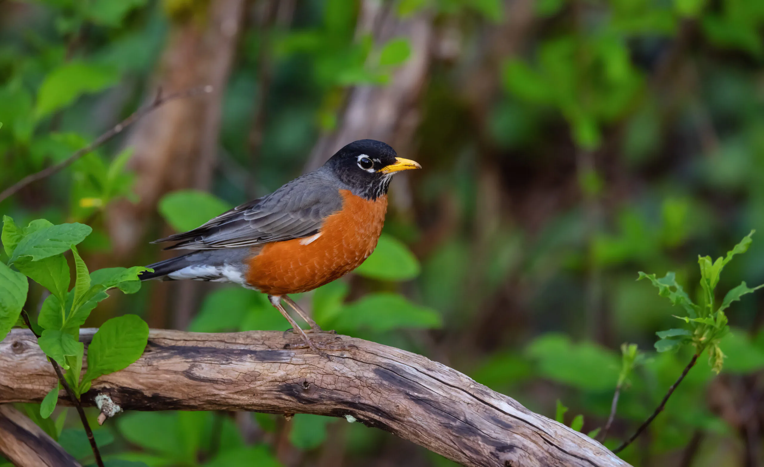 https://jobs-swf.de/wp-content/uploads/2023/06/small-colorfull-bird-sitting-on-a-branch-in-a-park-2023-05-13-00-53-08-utc-scaled.jpg